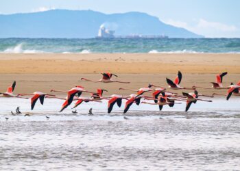 Los Flamencos vuelven a Tarifa por Navidad
