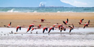 Los Flamencos vuelven a Tarifa por Navidad