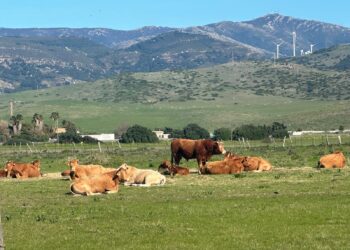 La ganadería de Tarifa alza la voz ante un acuerdo que amenaza su continuidad