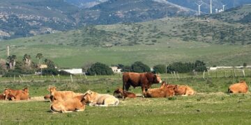 La ganadería de Tarifa alza la voz ante un acuerdo que amenaza su continuidad