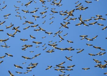 El Estrecho, autopista natural: más de 829.000 aves cruzaron Tarifa en 2025